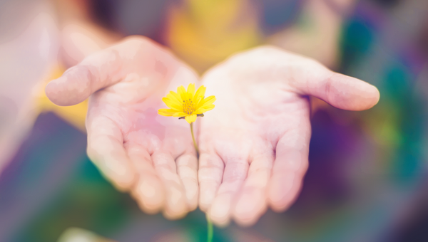 Offene Hände, die eine Blume anbieten